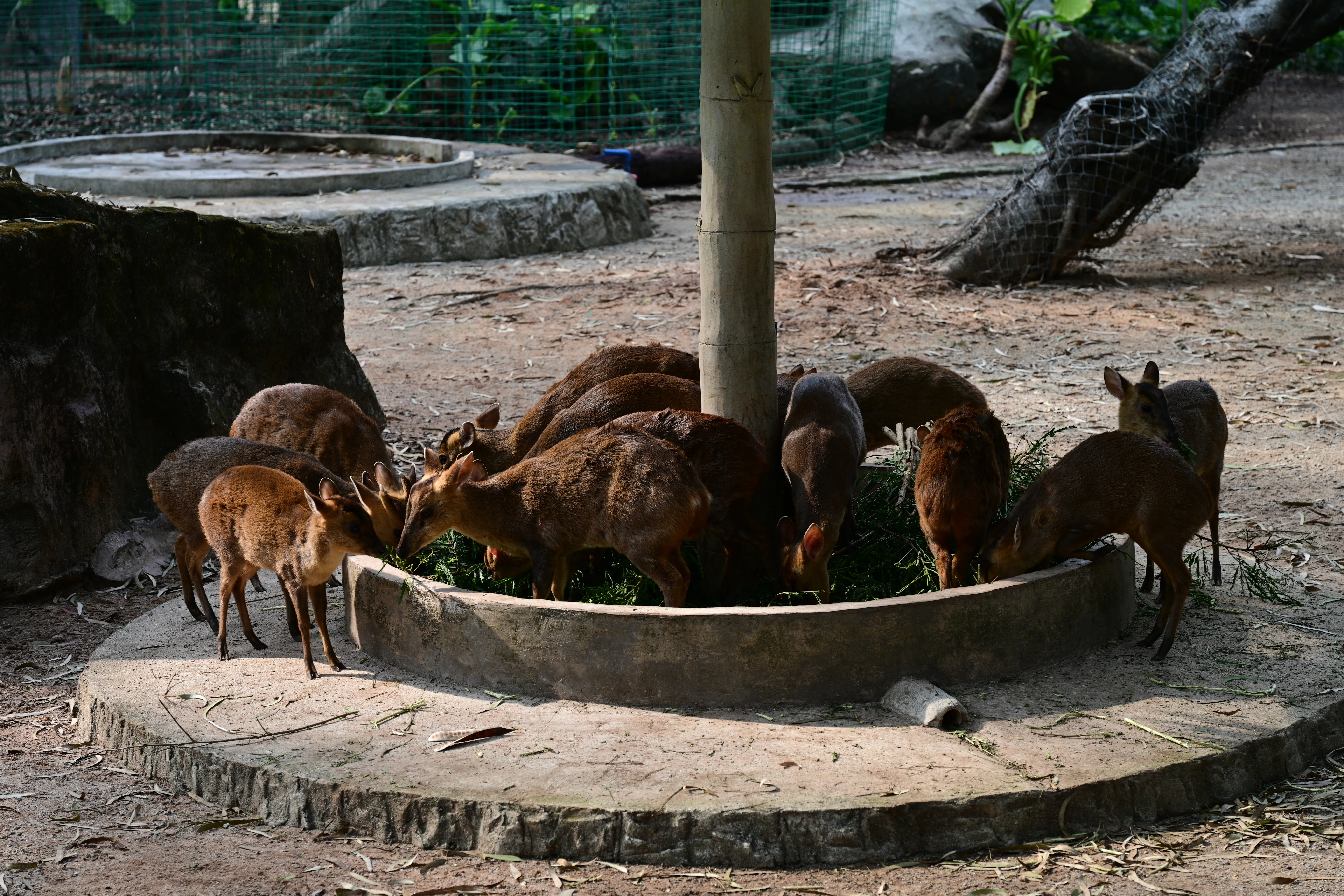 DSC_3230.webp