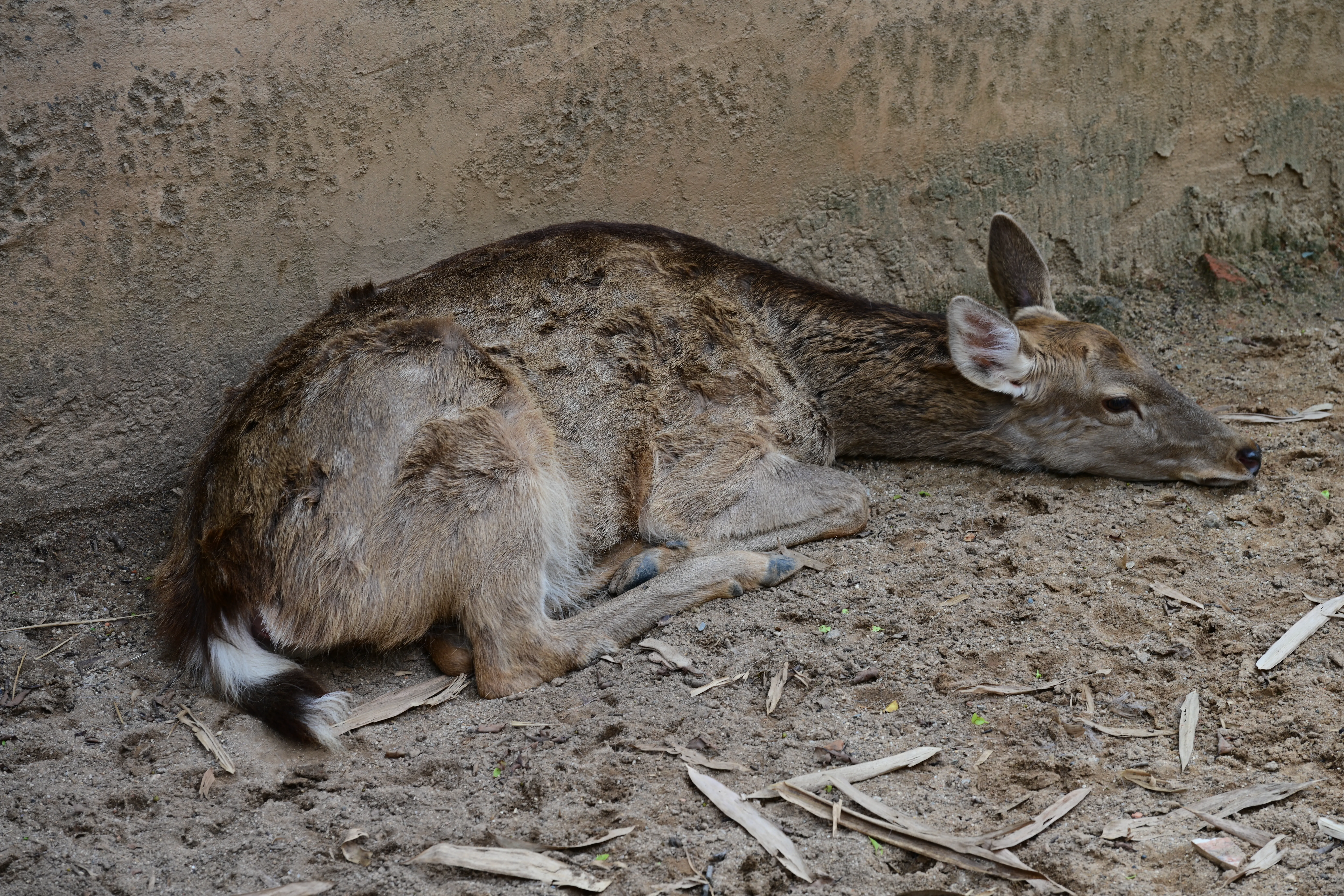 DSC_3244.webp